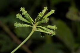   Infructesence:     Commicarpus plumbagineus ; Photo by B.T. Wursten, Flora of Zimbabwe
